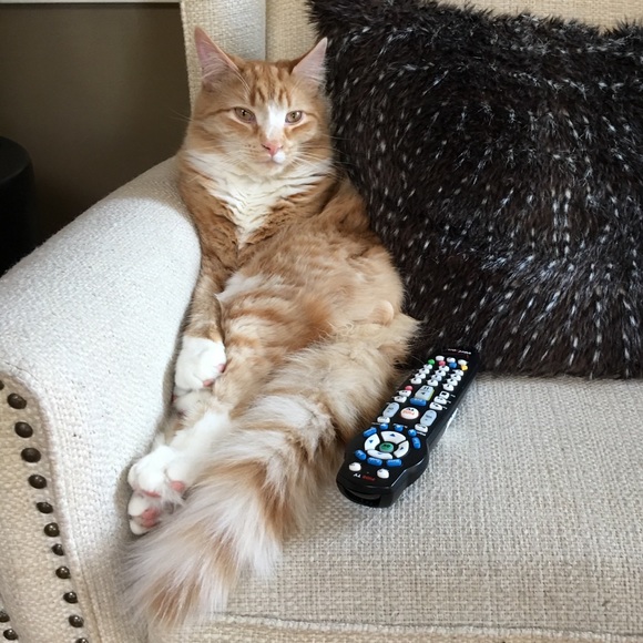 Meet your Posher, Kim - Picture 1 of 1